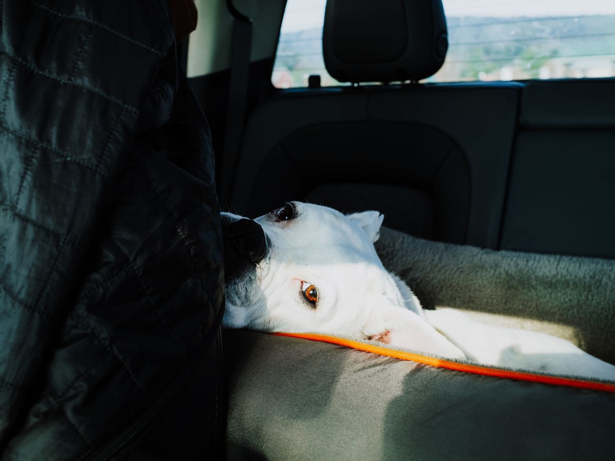 Pet Rear-Seat Hammock